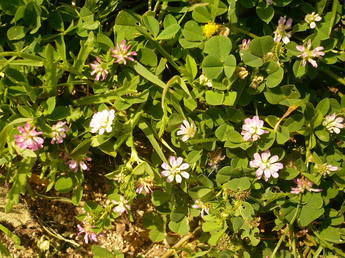 Trifolium resupinatum var. microphyllum (Fabaceae)